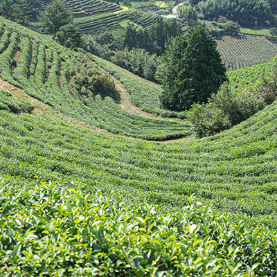 Why Uji Tea Is Considered the Best in Japan