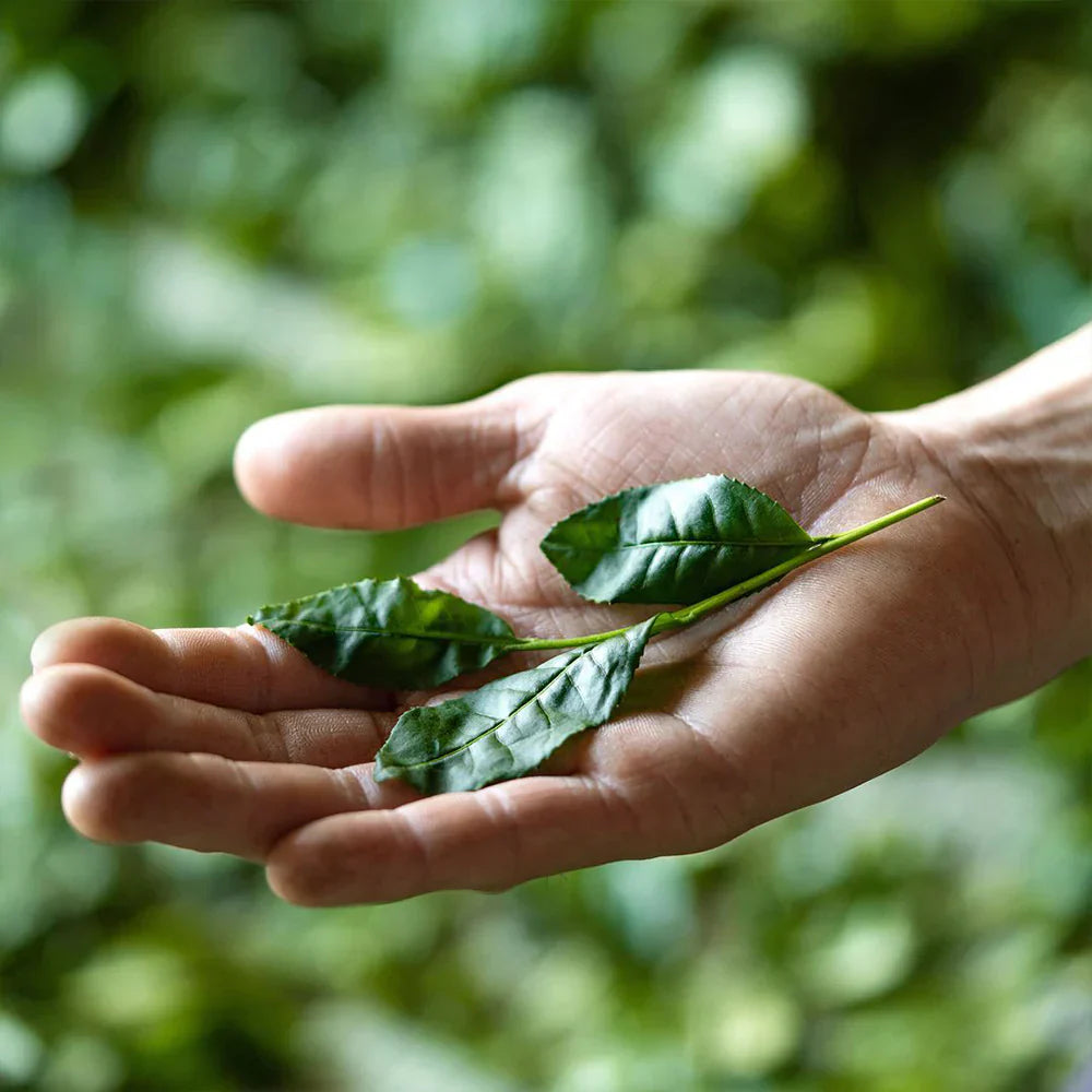 Explore Japanese Teas: Hojicha, Genmaicha, Sencha, and More